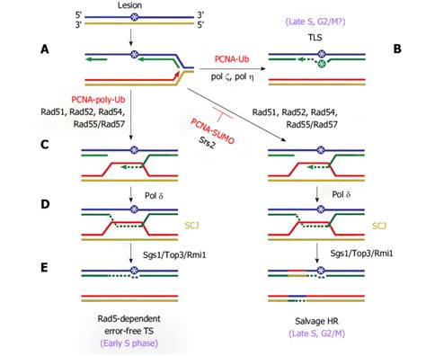 DNA Damage Tolerance Mechanisms DNA Damage Asterisk In Blue Circle