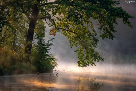 Gałęzie drzew zwisające nad zamgloną rzeką