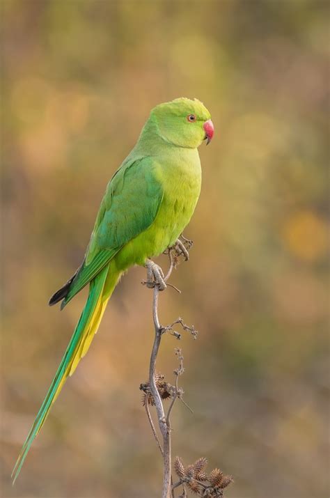 30 Beautiful Birds Of Pakistan Pictures Bird Biodiversity