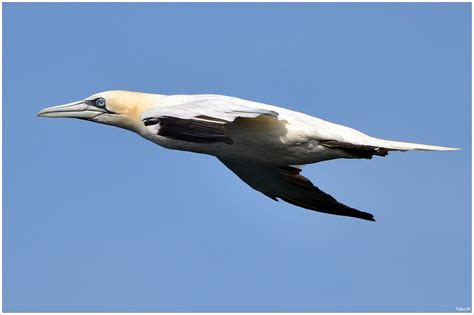 Ganso Patola Ou Alcatraz Northern Gannet Morus Bassa Flickr