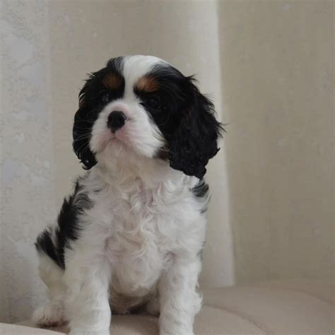 Teacup Cavalier King Charles Spaniel Dianas Pet Home