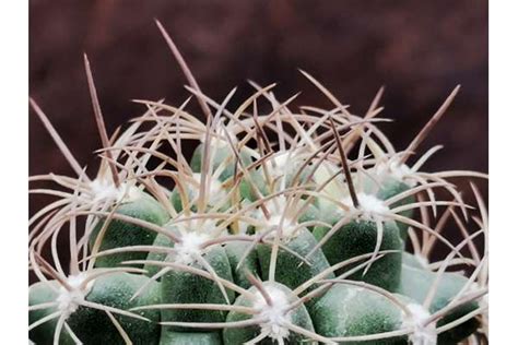 Matucana Giromagi Cactus And Succulents Buy Plants Online