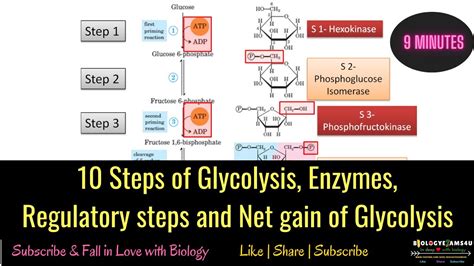 10 Steps of Glycolysis, Enzymes, Regulatory steps and Net result of ...