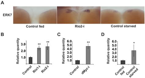 Erk Mrna Levels Are Elevated Upon Impaired Ribosome Biogenesis Or