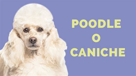 Raza de Perro POODLE Caniche CARACTERÍSTICAS de la raza CUIDADOS e