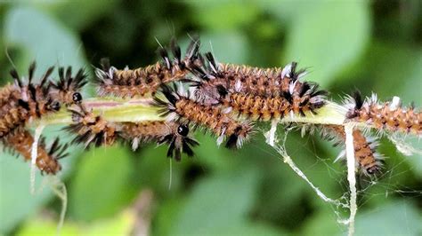 Milkweed Tussock Moth: Identification, Life Cycle, Facts & Pictures