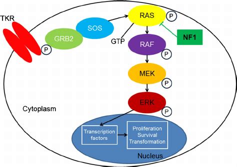 MAPK Pathway(RAS-RAF-MEK-ERK Signaling Pathway) 