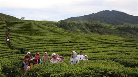 Eksplor Solok Selatan Bagian Kebun Teh Alahan Panjang Mesjid Tuo