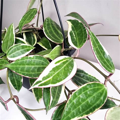 Hoya Macrophylla Variegated Pakistan In Door Plants