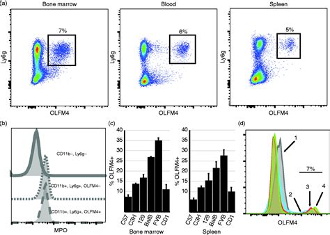 Olfactomedin 4 Marks A Subset Of Neutrophils In Mice Matthew N Alder