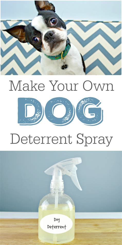 DIY Dog Deterrent Spray - Helps Stop Indoor Accidents and Chewing - Mom ...