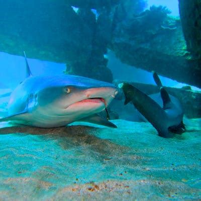 Shark Photos in Maui, Hawaii - Banyan Tree Divers Maui