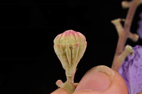 Lagerstroemia Speciosa Lythraceae Image At Phytoimages Siu Edu