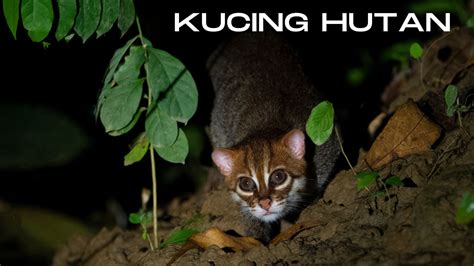 Ketahui Bahaya Kucing Hutan Malaysia Dan Habitat Sebenarnya