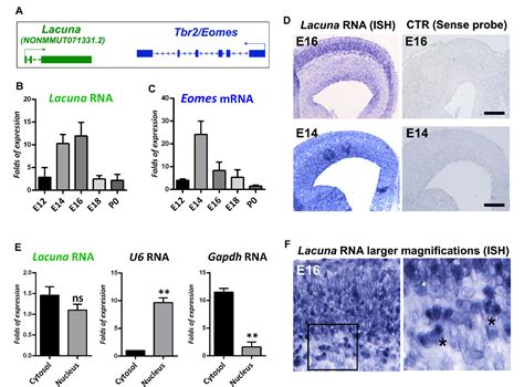 Figure From Long Non Coding Rna Lacuna Regulates Neuronal