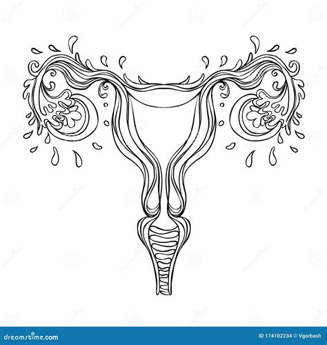 Decorative Drawing Of Female Reproductive System With Flowers Hand