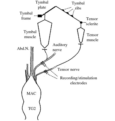 Schematic drawing of the sound-producing tymbal and the neuromuscular ...