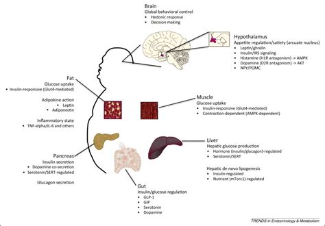 Molecular Pathophysiology Of Metabolic Effects Of Antipsychotic