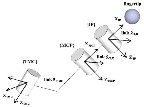 Model For The Thumb Download Scientific Diagram