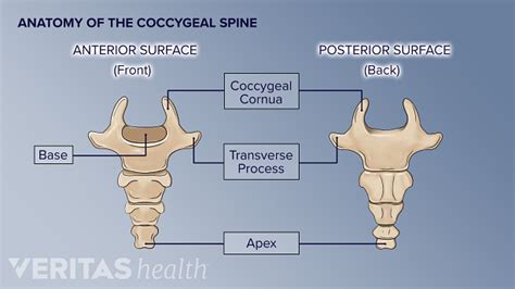 Sacrum And Coccyx Anatomy