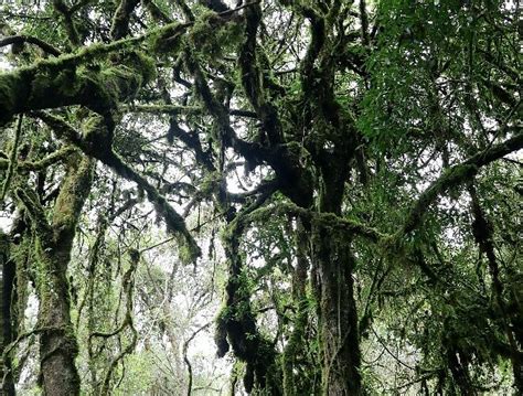 Bale Mountains Eco Tours Ethiopia Bale Mountains National Park Ce Qu