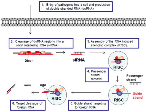 Rna Interference Rnai Defense Pathway The General Steps Of The Rnai Download Scientific