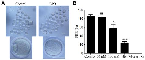 Frontiers Bisphenol B Exposure Disrupts Mouse Oocyte Meiotic