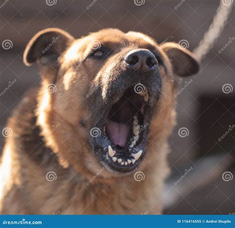 An Angry Dog Barks Near the House Stock Image - Image of angry, animal: 116416555