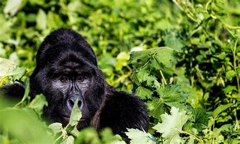 Days Rwanda Gorilla Trek And Dian Fossey Hike Tour Gorilla