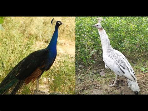 Black Shoulder Peacock