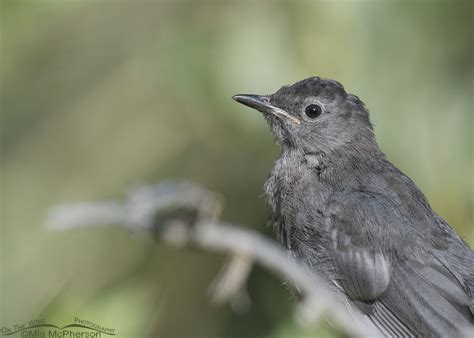 Close Up Young Gray Catbird Mia Mcphersons On The Wing Photography