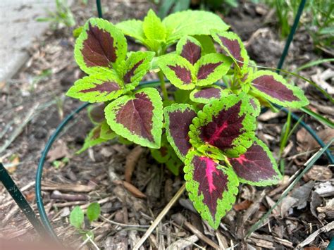 How To Grow Coleus From Seed For A Vibrant Flower Bed Filler Sow