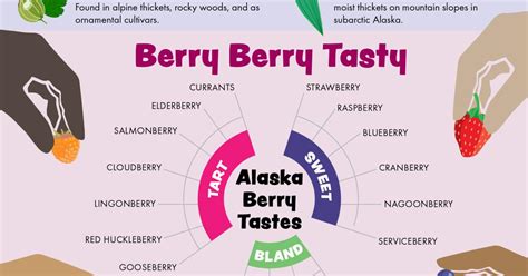 Alaska Wild Berries Infographic | Bureau of Land Management