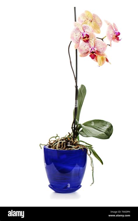 Orchid Arrangement Centerpiece In Blue Vase Isolat Stock Photo Alamy