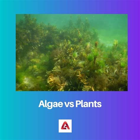 Algae Vs Plants Difference And Comparison