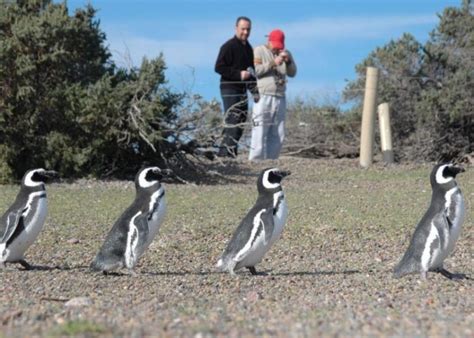 Con La Llegada De Los Primeros Pingüinos Se Abrió Al Turismo La