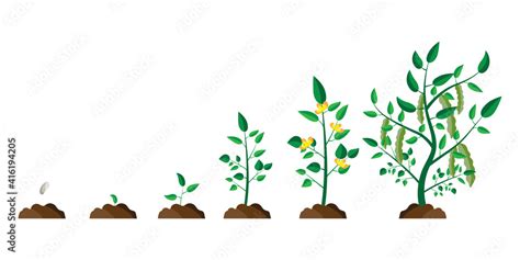 Flat Tree Growth Process Tree Vector Icon Nature Background Vector