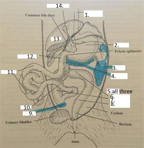 Cat Digestiverespiratoryurogenital System Final Lab Practical