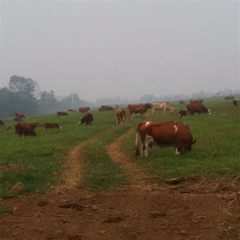 Begini Cara Pelihara Sapi Di Peternakan Padang Rumput Terbesar Ri