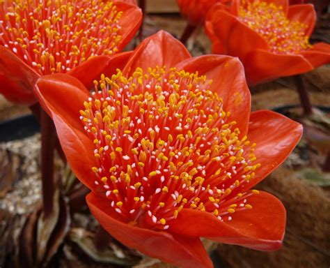 Haemanthus Coccineus 2 The Paintbrush Lily Growing From Flickr