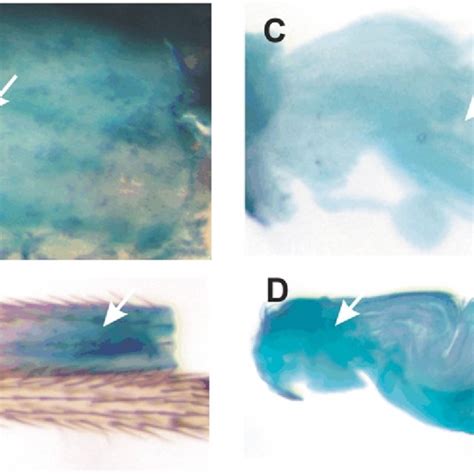 In Situ Hybridisation Of Antisense Probes To Detect Endogenous Act88f