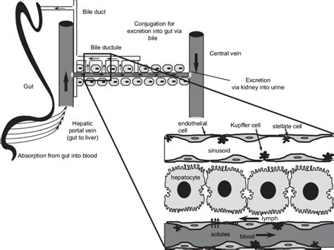 A Schematic Depicting Liver Structure Illustrating The Different Cell