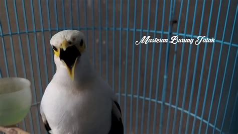 Suara Burung Jalak Putih Gacor Isian Untuk Masteran Dan Pancingan