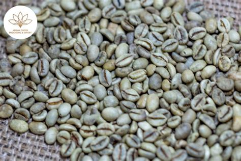 Wet Polished Robusta Kaffee S18 Helena Coffee Vietnam