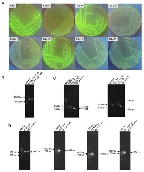 Whole Genome Sequencing And Crispr Cas9 Gene Editing Of Enterotoxigenic Escherichia Coli Be311