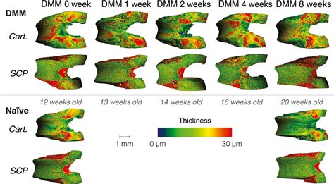 Contrast‐enhanced Micro‐computed Tomography Of Compartment And Time