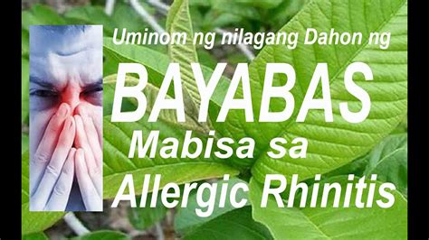 Allergic Rhinitis Madaling Maalis Sa Dahon Ng Bayabas Youtube