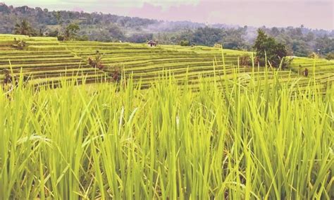 Jatiluwih Rice Terraces: 16 Tips for Your Visit - A Piece of Travel