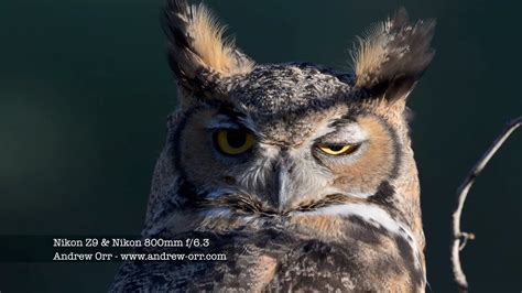 Great Horned Owl Nikon Z And Nikkor Mm F Youtube