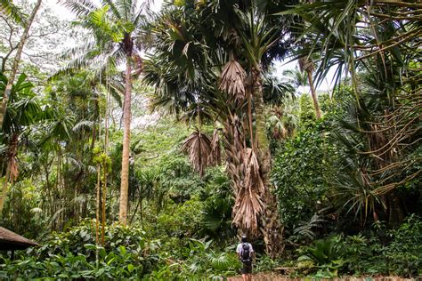 Easy Hikes On Oahu Espn Events